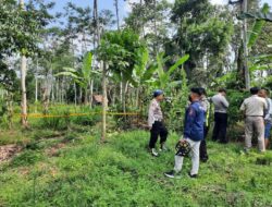  Siswi Madrasah Kalibaru Ditemukan Tewas di Kebun Kosong Dekat Rumah, Diduga Diperkosa