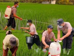 Penyemprotan Dan Pemupukan Tanaman Padi di Desa Baluk untuk Mendukung Ketahanan Pangan Nasional