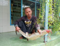 Buaya Muara Muncul di Asembagus: Warga Diminta Tingkatkan Kewaspadaan di Sungai