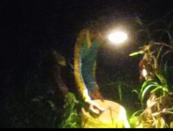 Berburu Bekecot di Malam Hari, Mata Pencaharian Warga Probolinggo