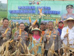  Usai Curhat ke Kapolres Mojokerto Petani Jagung Lega Hasil Panen Diserap Bulog Sesuai HPP*
