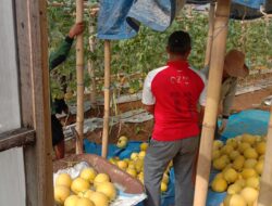 Petani Melon di Kalipare, Malang Sukses Panen Raya di Greenhouse, Hasilkan 1 Ton dalam Lahan Terbatas