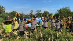 Gandeng Petani Tunas Harapan Polres Probolinggo Panen Jagung