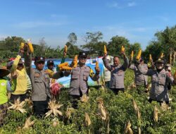 Gandeng Petani Tunas Harapan Polres Probolinggo Panen Jagung